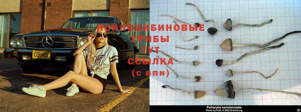 ГАЛЛЮЦИНОГЕННЫЕ ГРИБЫ Алексин