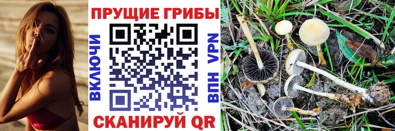 сколько стоит Усть-Лабинск Галлюциногенные грибы Psilocybine cubensis